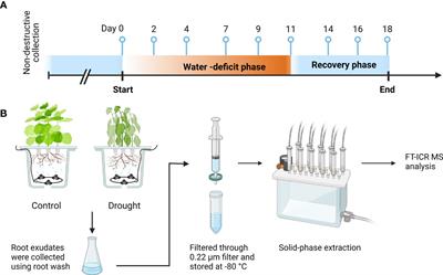 Progressive drought alters the root exudate metabolome and differentially activates metabolic pathways in cotton (Gossypium hirsutum)